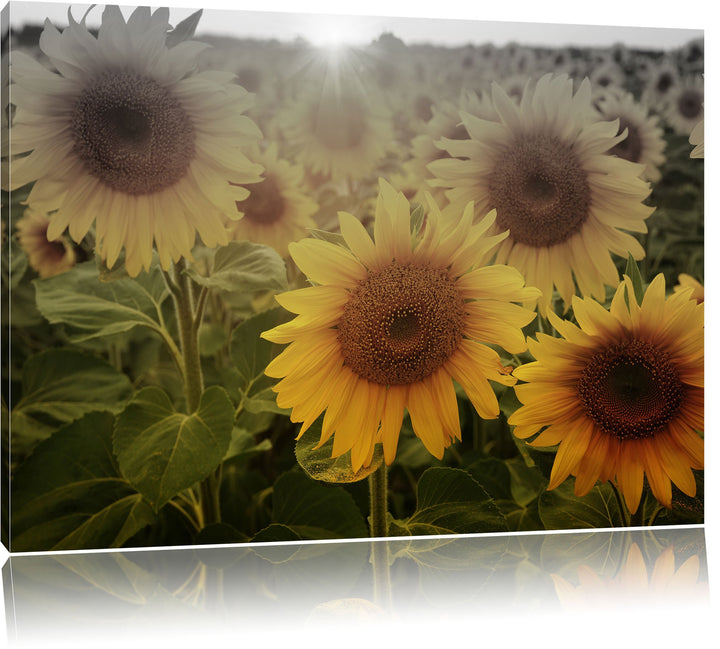 Pixxprint Sonnenblumen auf dem Feld als Leinwandbild | Grösse: 100x70 | Wandbild| Kunstdruck | ferti