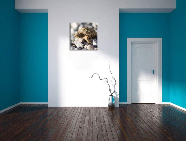Kleine Schildkröte, Format: 70x70 auf Leinwand, XXL riesige Bilder fertig gerahmt mit Keilrahmen, Ku