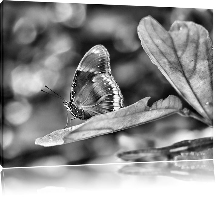 Pixxprint kleine bräunlicher Schmetterling / 100x70cm Leinwandbild bespannt auf Holzrahmen/Wandbild