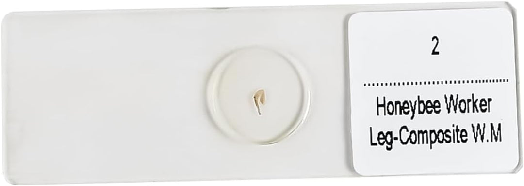 Taschenmikroskop, 60x-120x, tragbares Hand-Minimikroskop mit Beleuchtung für mikrobiologische Beobac