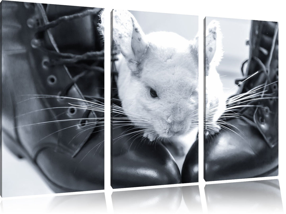 Pixxprint Chinchilla zwischen Schuhen als Leinwandbild/Grösse: 3 Teilig (120x80) cm/Wandbild/Kunstdr