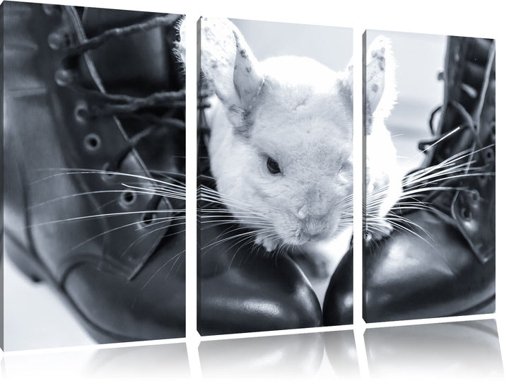 Pixxprint Chinchilla zwischen Schuhen als Leinwandbild/Grösse: 3 Teilig (120x80) cm/Wandbild/Kunstdr