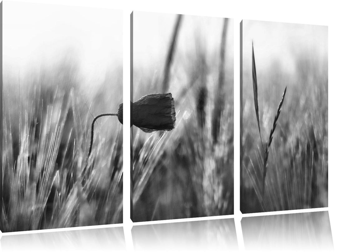 Pixxprint Monocrome, Einzelne rote Rose im Sonnenlicht 3-Teiler Leinwandbild 120x80 Bild auf Leinwan
