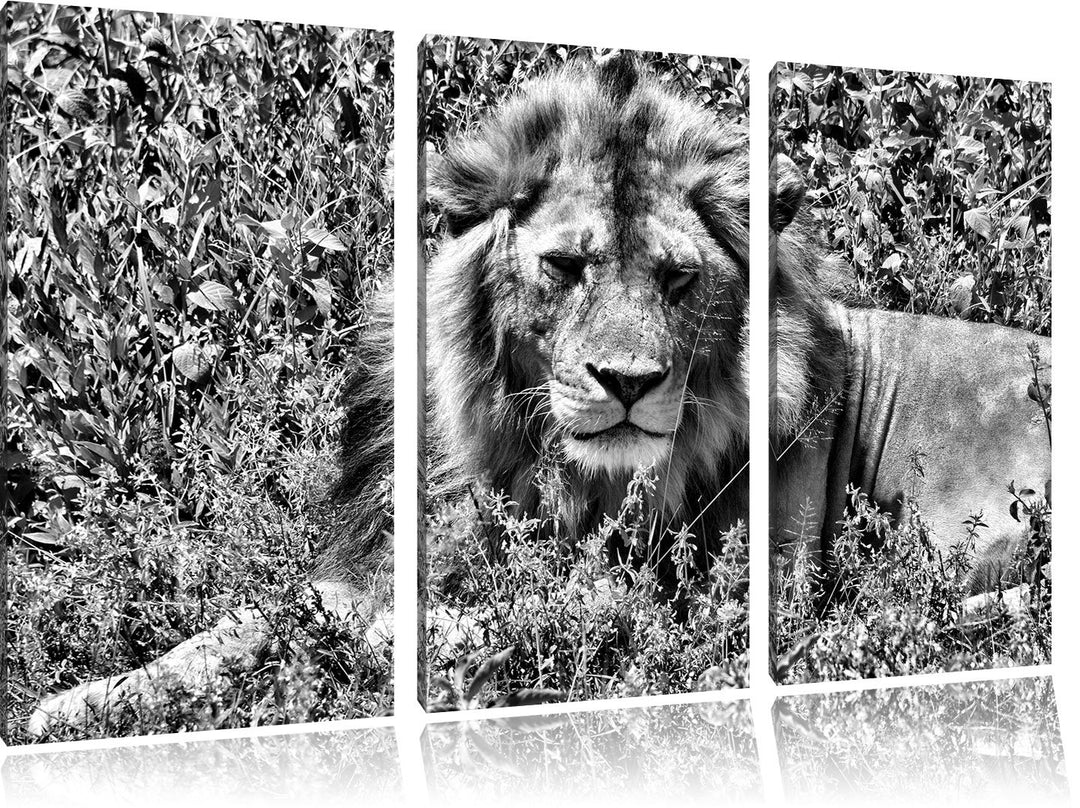 Pixxprint müder Löwe ruht im Gras als Leinwandbild/Grösse: 3 Teilig (120x80) cm/Wandbild/Kunstdruck/