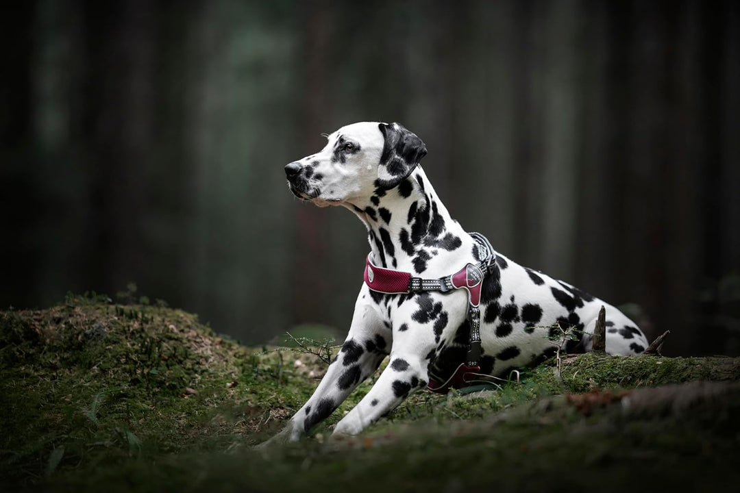 Coralpina Fiames Hundegeschirr für Hunde, verstellbar, dynamische Bewegung, bequem, reflektierend, G