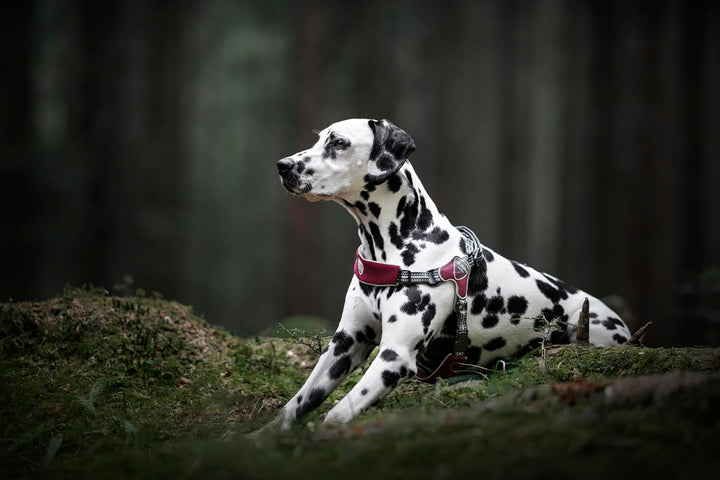 Coralpina Fiames Hundegeschirr für Hunde, verstellbar, dynamische Bewegung, bequem, reflektierend, G