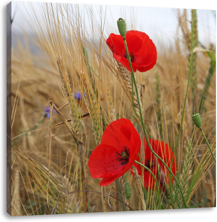 Mohnblumen im Getreidefeld, Format: 70x70 auf Leinwand, XXL riesige Bilder fertig gerahmt mit Keilra