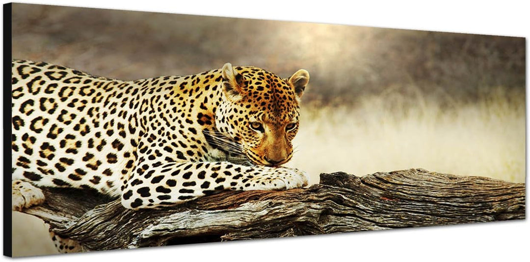 Paul Sinus Art Panoramabild auf Leinwand und Keilrahmen 120x40cm Leopard Baumstamm Afrika Wildnis