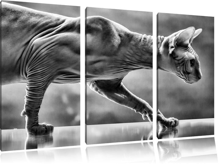 Pixxprint Einzigartige Sphynx Katze als Leinwandbild/Grösse: 3 Teilig (120x80) cm/Wandbild/Kunstdruc