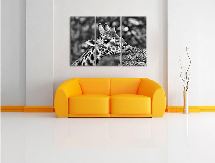 Pixxprint Monocrome, schöne Giraffe beim Fressen 3-Teiler Leinwandbild 120x80 Bild auf Leinwand
