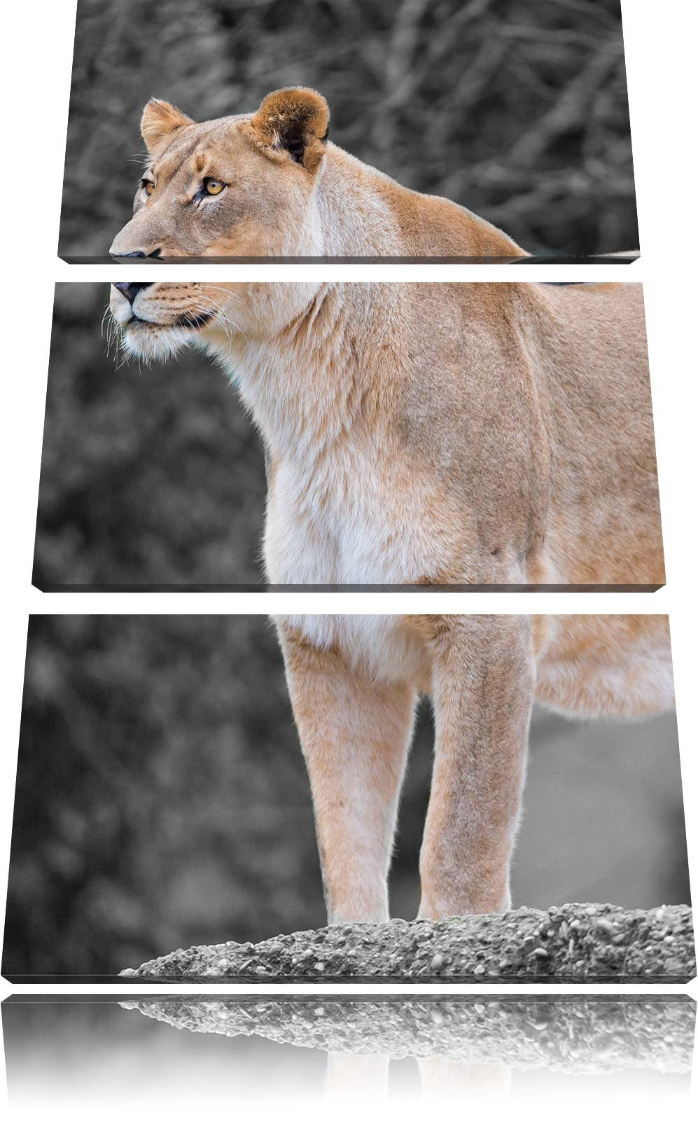 Pixxprint majestätische Löwin schwarz/weiss 3-Teiler Leinwandbild 120x80 Bild auf Leinwand