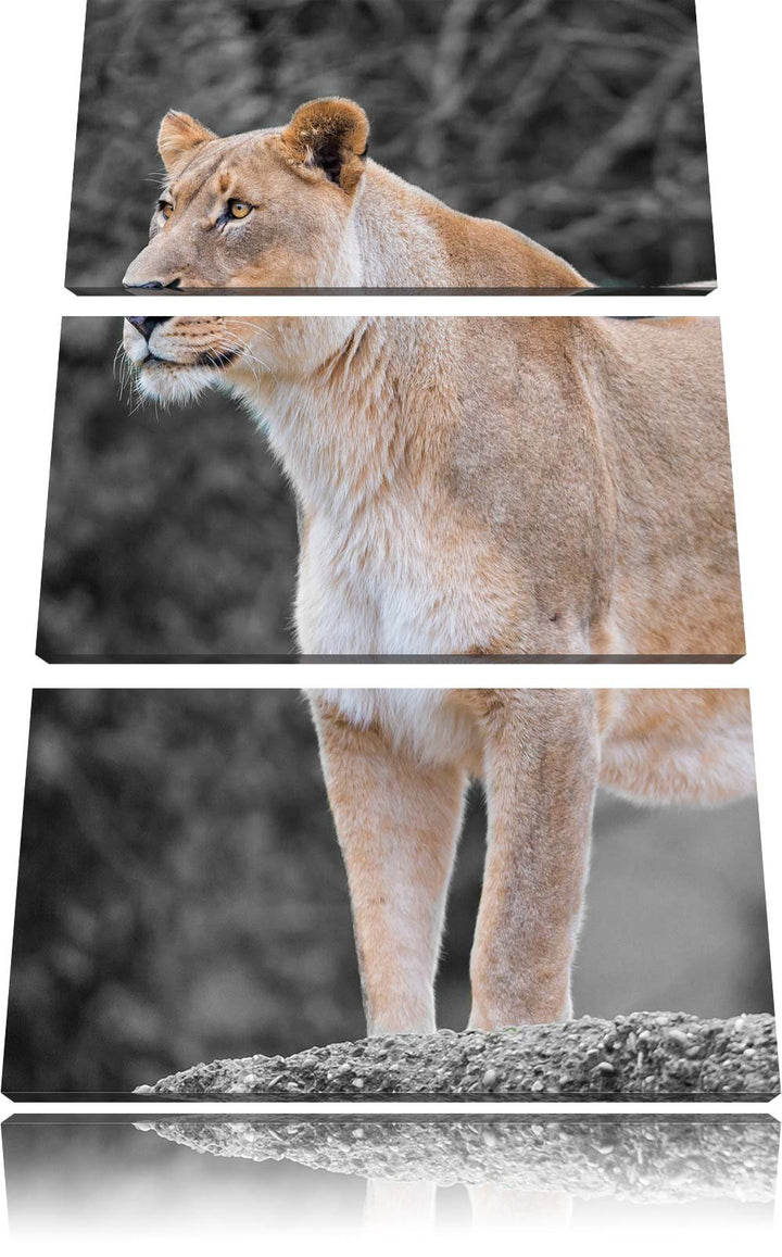 Pixxprint majestätische Löwin schwarz/weiss 3-Teiler Leinwandbild 120x80 Bild auf Leinwand