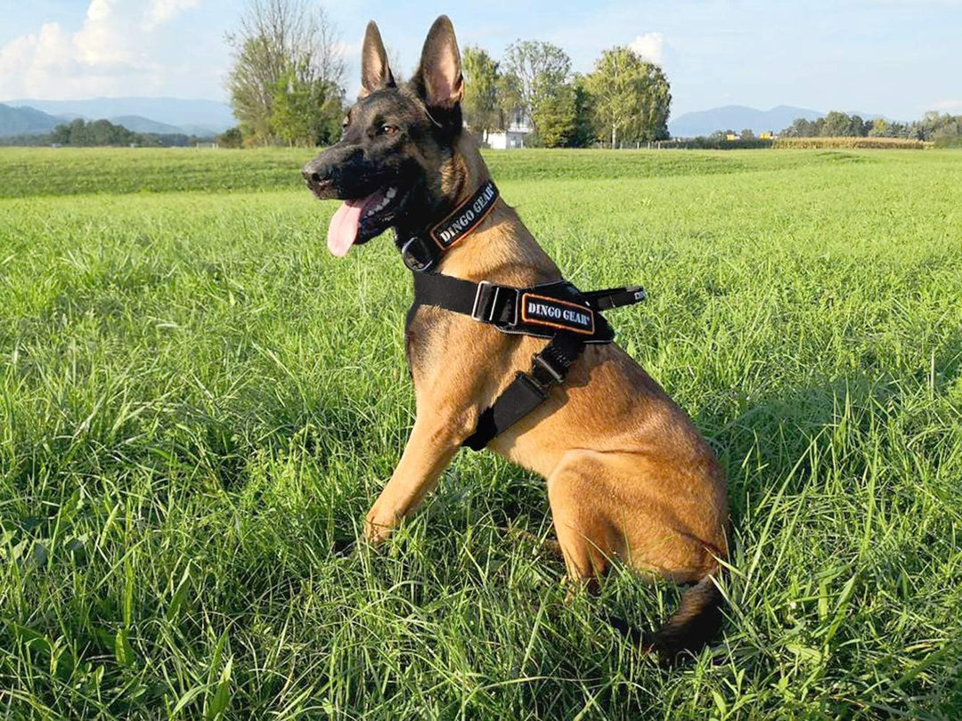 Dingo Gear Geschirr für Hunde in der Arbeit Grosse M,Training K9 IPO Cobra System, handgefertigt Sch