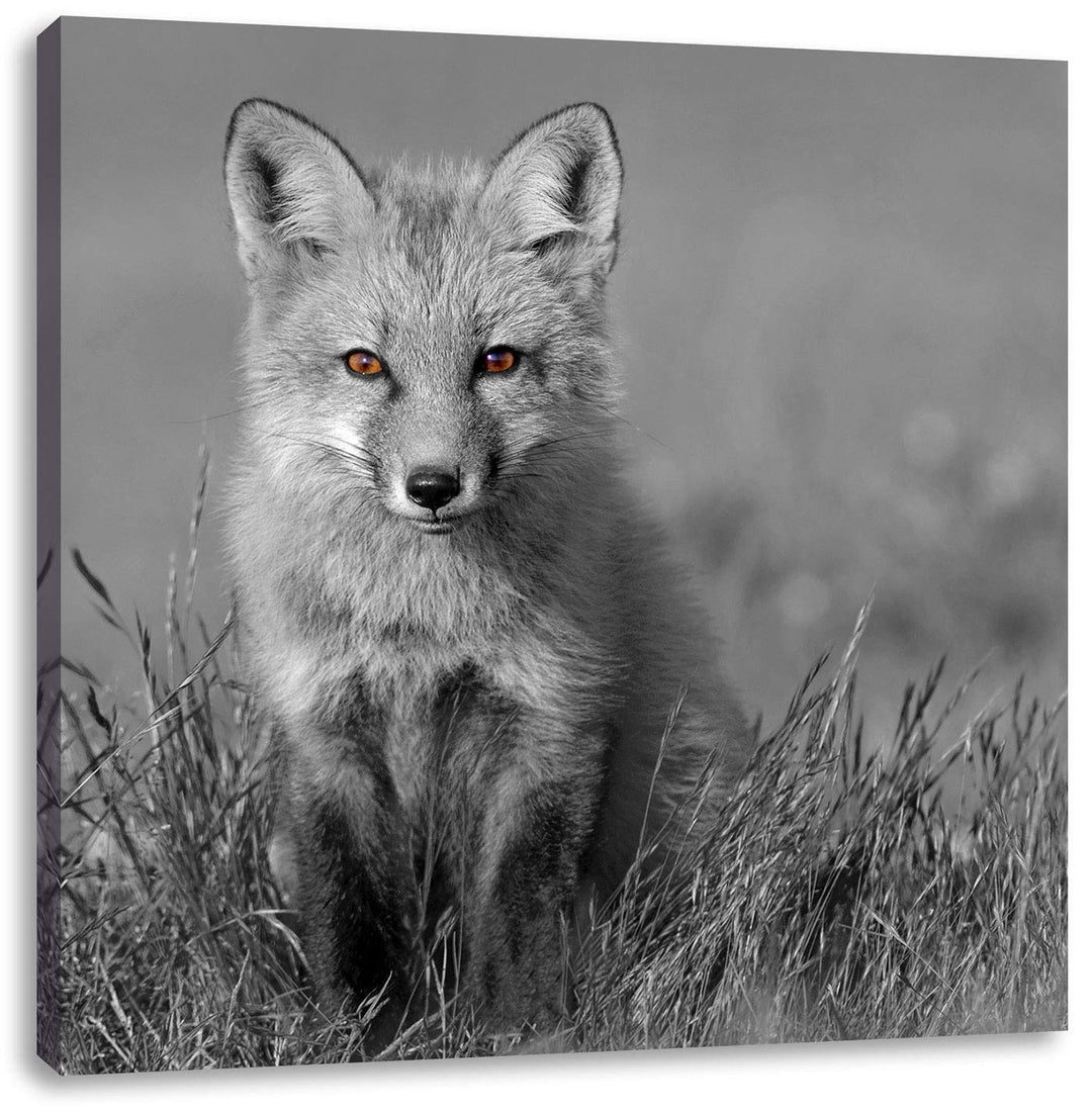 Pixxprint Kleiner süsser Fuchs auf Wiese als Leinwandbild/Grösse: 70x70 cm/Wandbild/Kunstdruck/ferti