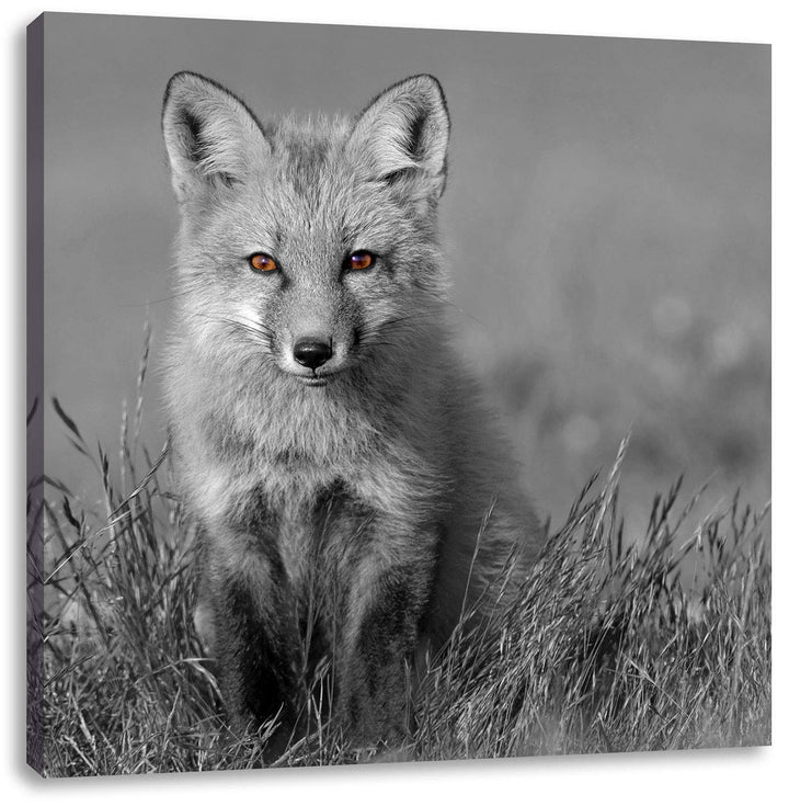 Pixxprint Kleiner süsser Fuchs auf Wiese als Leinwandbild/Grösse: 70x70 cm/Wandbild/Kunstdruck/ferti