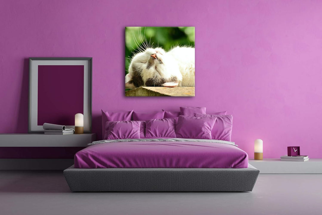 deyoli niedliche schlafende Katze Format: 70x70 als Leinwandbild, Motiv fertig gerahmt auf Echtholzr