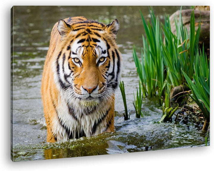 deyoli anmutiger Tiger im Wasser Format: 80x60 als Leinwandbild, Motiv fertig gerahmt auf Echtholzra