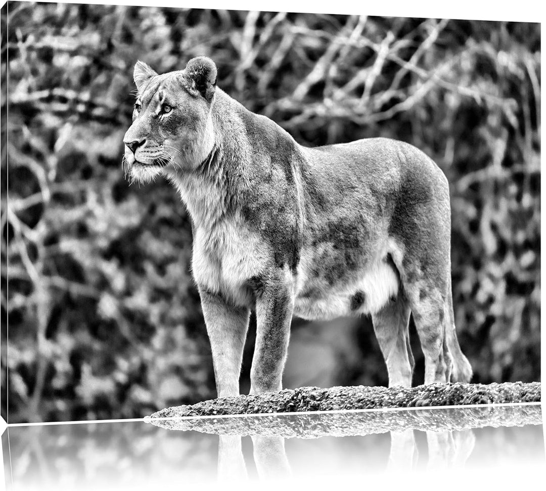 Pixxprint majestätische Löwin als Leinwandbild/Grösse: 100x70 cm/Wandbild/Kunstdruck/fertig bespannt