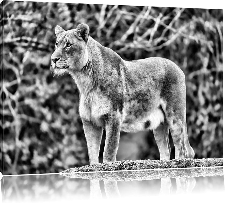 Pixxprint majestätische Löwin als Leinwandbild/Grösse: 100x70 cm/Wandbild/Kunstdruck/fertig bespannt