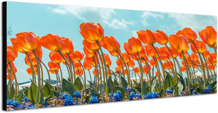 Paul Sinus Art Panoramabild auf Leinwand und Keilrahmen 150x50cm Tulpenfeld Blumen Himmel Frühling