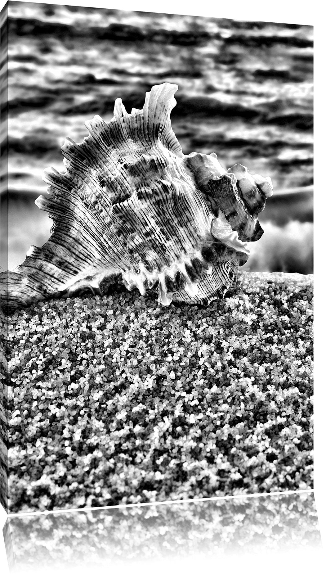 Pixxprint Muschel am Strand als Leinwandbild/Grösse: 100x70 cm/Wandbild/Kunstdruck/fertig bespannt,