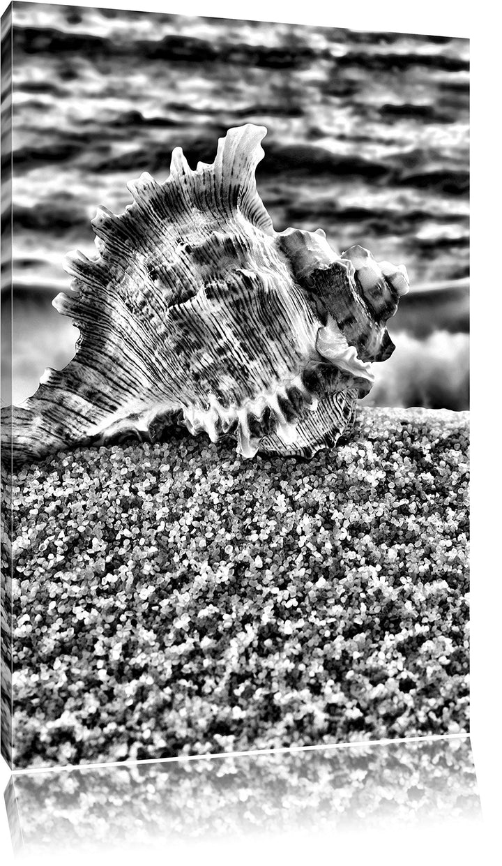 Pixxprint Muschel am Strand als Leinwandbild/Grösse: 100x70 cm/Wandbild/Kunstdruck/fertig bespannt,