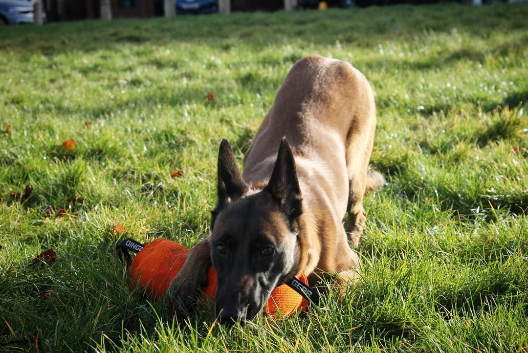 Dingo Gear Beisswurst,Berta'' mit 2 Griff #14cm Länge 30 cm aus französischem Material (Nylcott) für