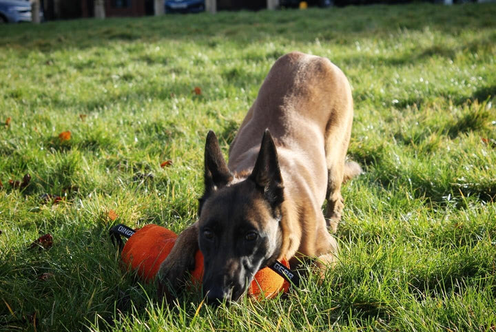 Dingo Gear Beisswurst,Berta'' mit 2 Griff #14cm Länge 30 cm aus französischem Material (Nylcott) für
