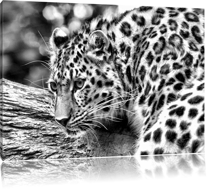 Pixxprint Monocrome, aufmerksamer Leopard auf Baumstamm, Format: 100x70 auf Leinwand, XXL riesige Bi