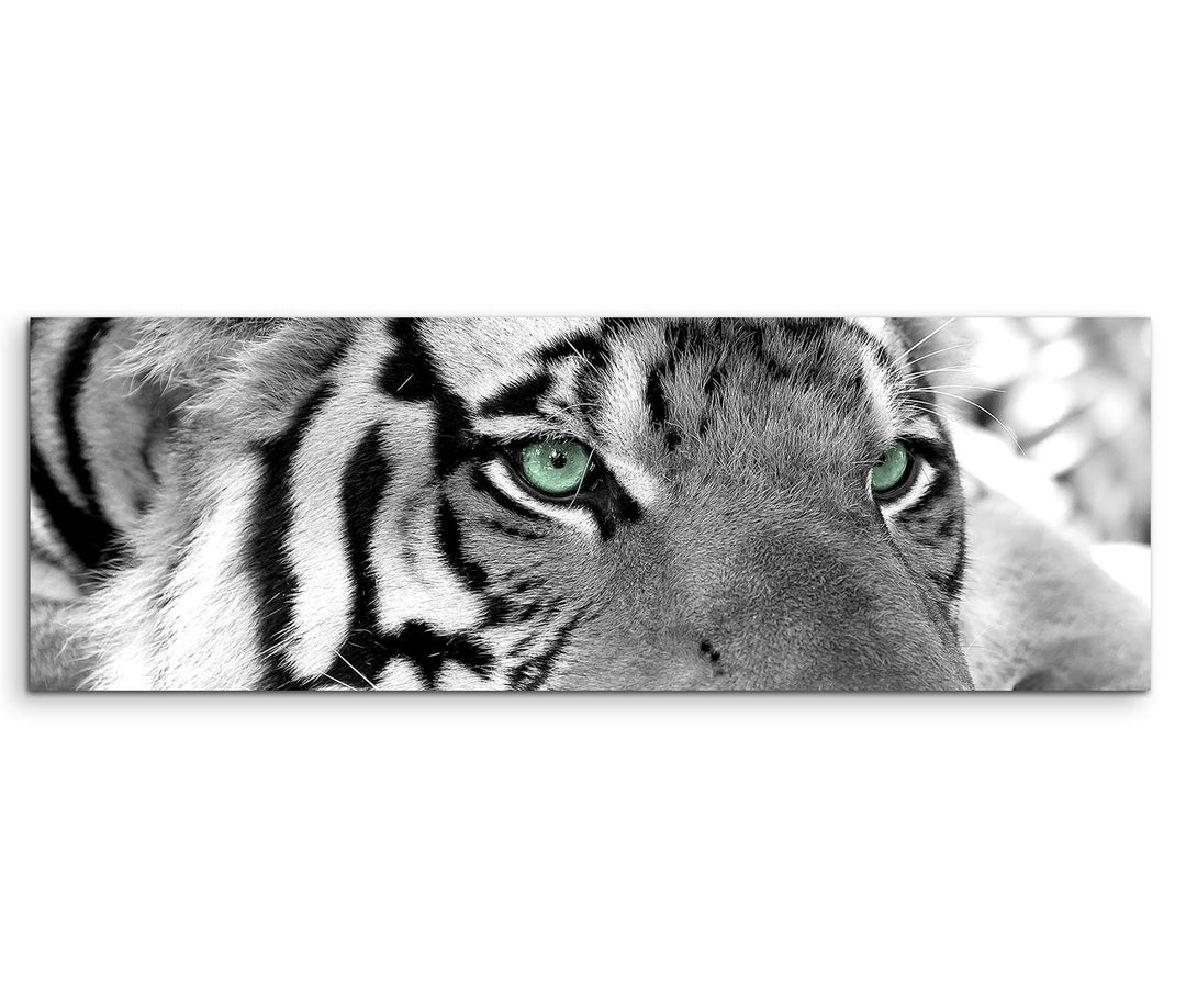 Sinus Art Leinwandbild 150x50cm Künstlerische Fotografie – Weisser Tiger mit grünen Augen, 150x50cm