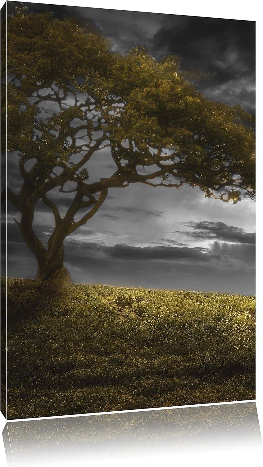 Pixxprint Alleinstehender Baum schwarz/weiss als Leinwandbild/Grösse: 100x70 cm/Wandbild/Kunstdruck/