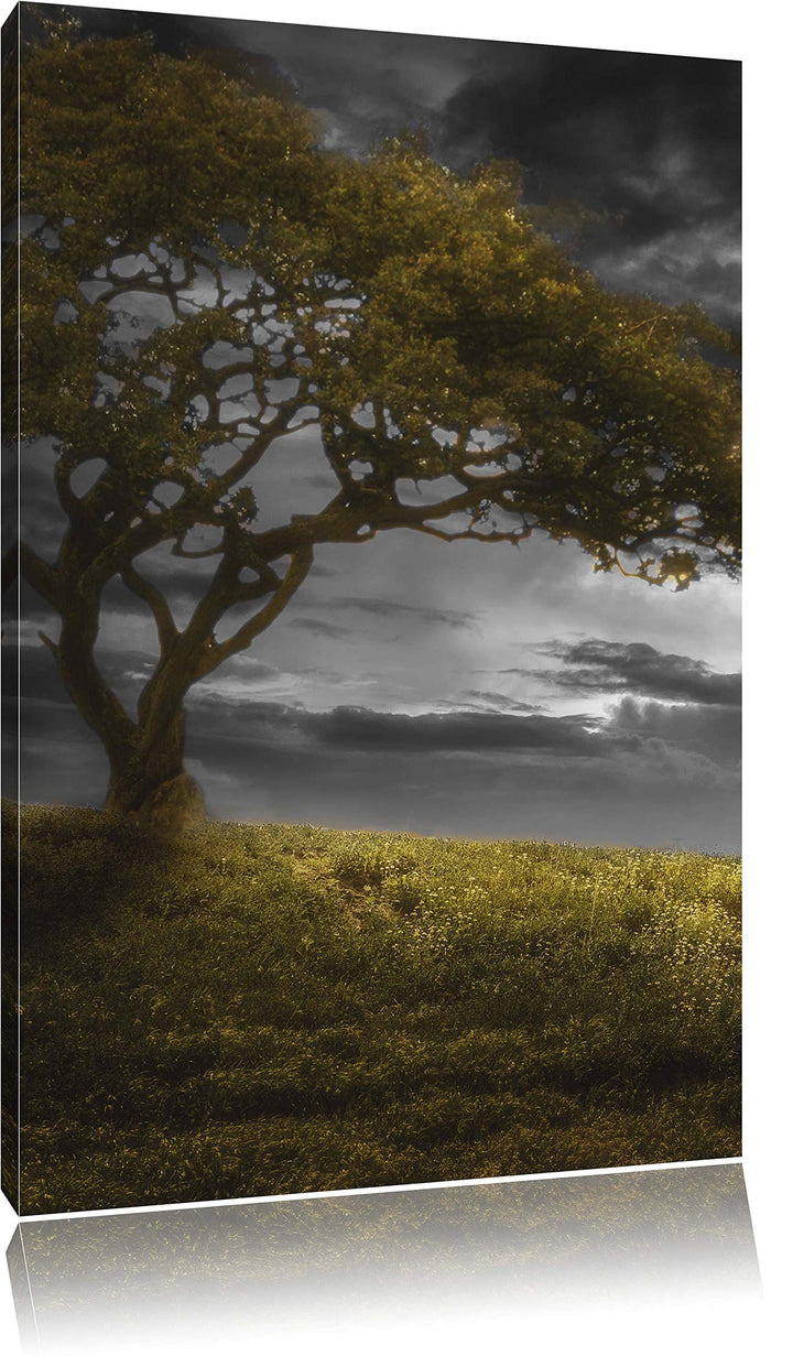 Pixxprint Alleinstehender Baum schwarz/weiss als Leinwandbild/Grösse: 100x70 cm/Wandbild/Kunstdruck/