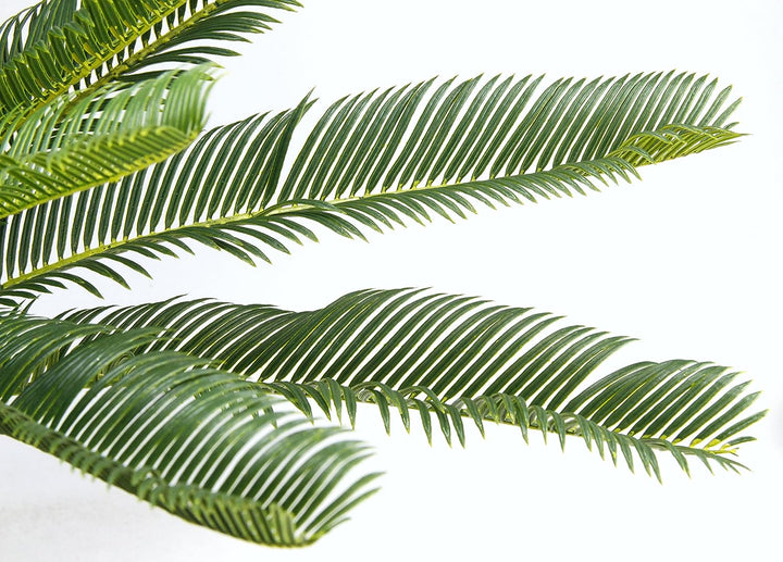 Cycaspalme im Topf 67 cm Cycaspalme im Topf, 67 cm Cycaspalme im Topf