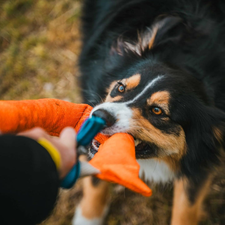 Bull Fit Hufeisen Beisswurst für Hunde 30 cm, Sehr Robustes Hundespielzeug zum Training, Tauziehen u