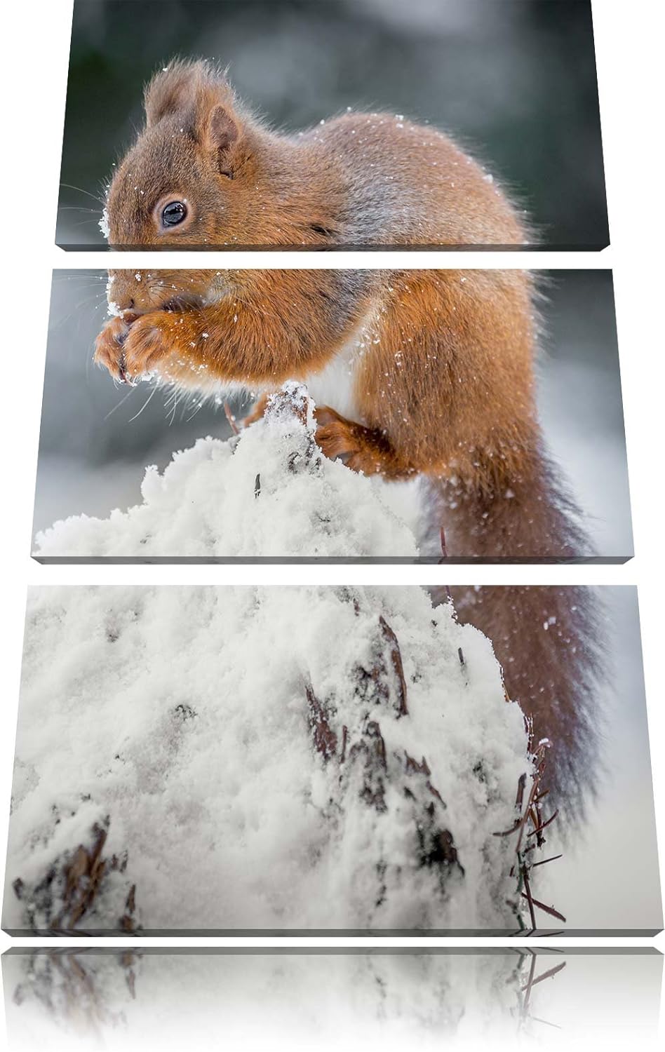 Pixxprint Kleines Eichhörnchen im Winter 3-Teiler Leinwandbild 120x80 Bild auf Leinwand