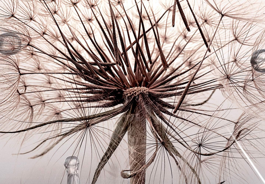 murando - Bilder Pusteblume 90x60 cm Leinwandbild 1 tlg Kunstdruck modern Wanbilder XXL Wanddekorati