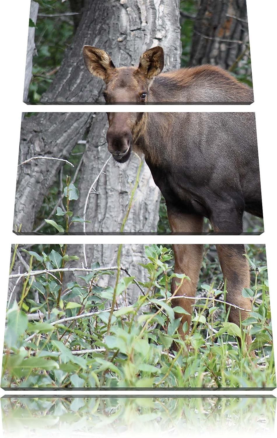 Pixxprint schöne Elchkuh im hohen Gras als Leinwandbild/Grösse: 3 Teilig (120x80) cm/Wandbild/Kunstd