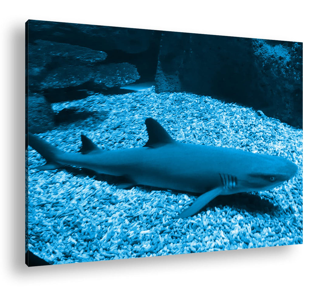 deyoli Weissspitzen Hai Format 80x60 Effekt: Monocrome Blau als Leinwandbild, Motiv fertig gerahmt a