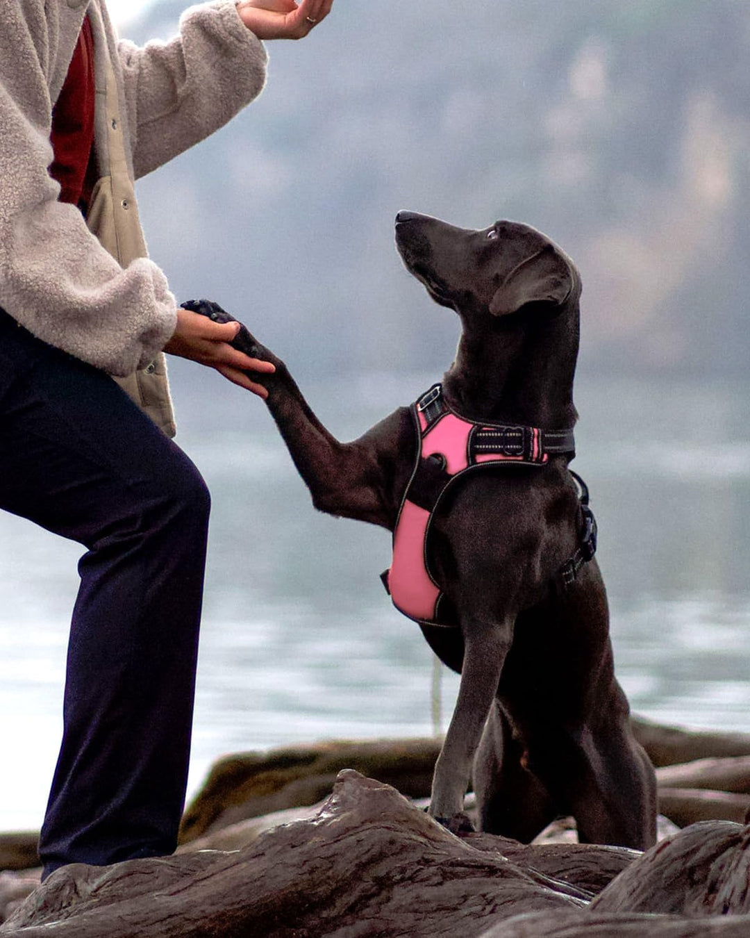 Joytale Anti-Zug Hundegeschirr für grosse Hunde, Pink, L | Perfekter Sitz, gepolstert &amp; reflektieren