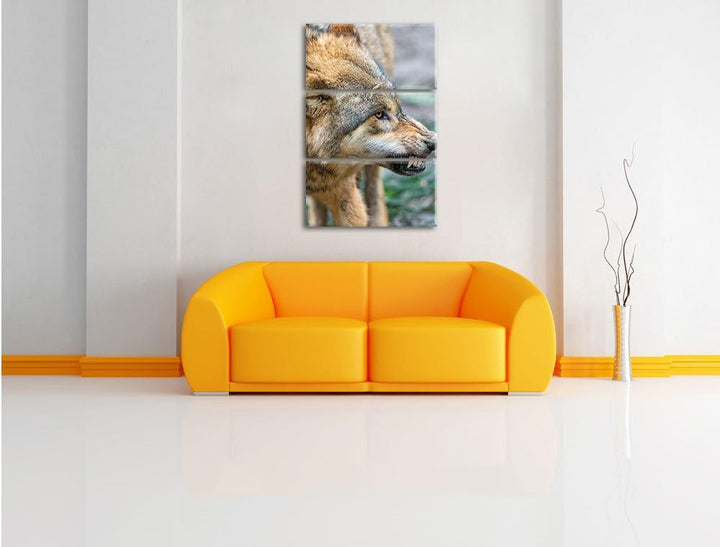 Pixxprint knurrender Wolf 3-Teiler Leinwandbild 120x80 Bild auf Leinwand