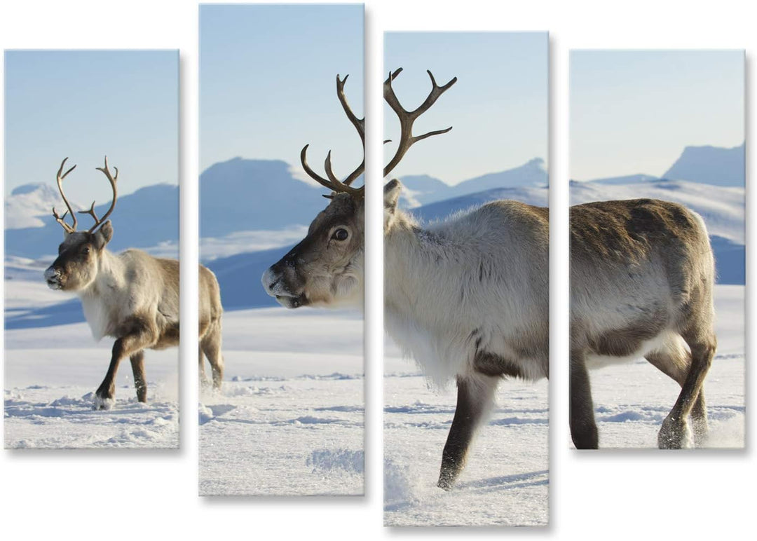 islandburner Bild auf Leinwand Rentiere Natürliche Umgebung Tromso Region Nordnorwegen Bilder Wandbi