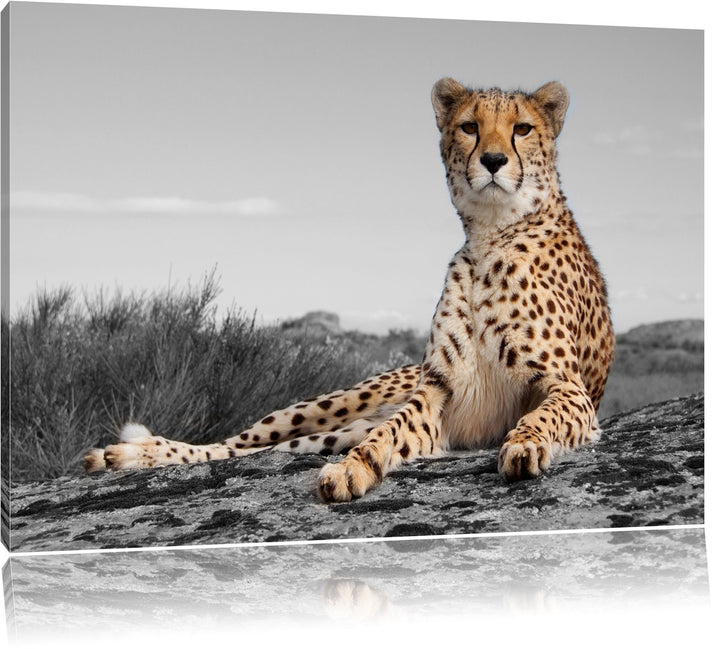 prächtiger Gepard in Savanne schwarz/weiss Format: 100x70 auf Leinwand, XXL riesige Bilder fertig ge
