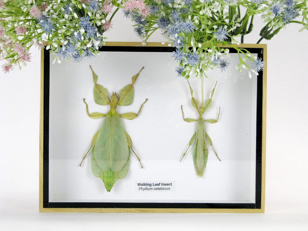 Echte präparierte und riesige Insekten, Cicaden und Krabbler im Schaukasten aus Holz hinter Glas (2