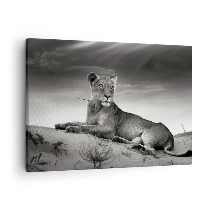 Bilder auf Leinwand Tierwelt weiblich katze Tier Leinwandbild 70x50cm Wandbilder Dekoration Wohnzimm