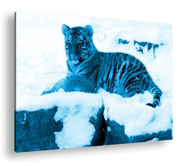 deyoli ruhig liegender Tiger im Schnee Format 80x60 Effekt: Monocrome Blau als Leinwandbild, Motiv f