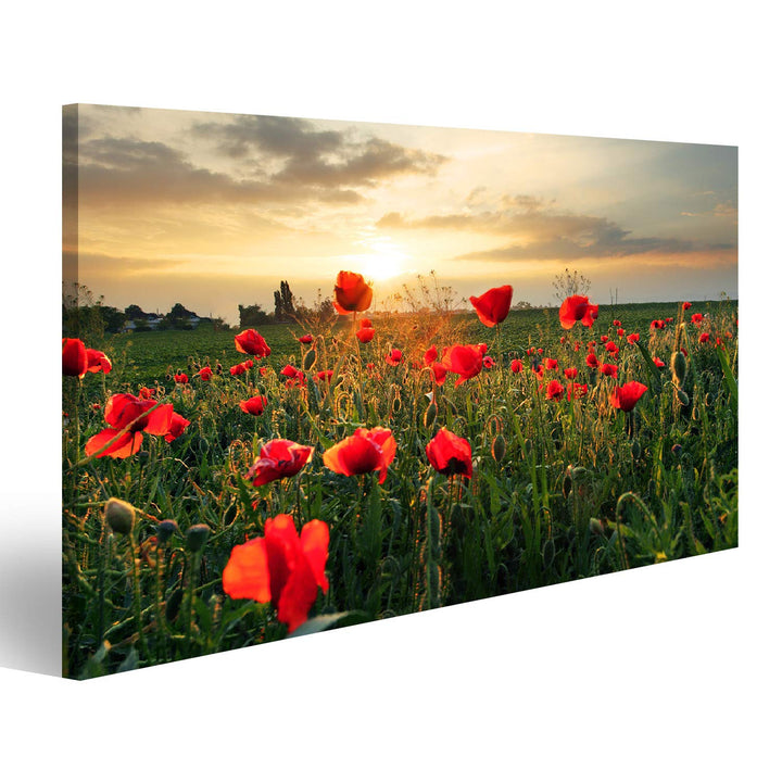 islandburner Bild auf Leinwand Mohnblumen Feldblume Auf Sonnenuntergang Wandbild Poster Kunstdruck B