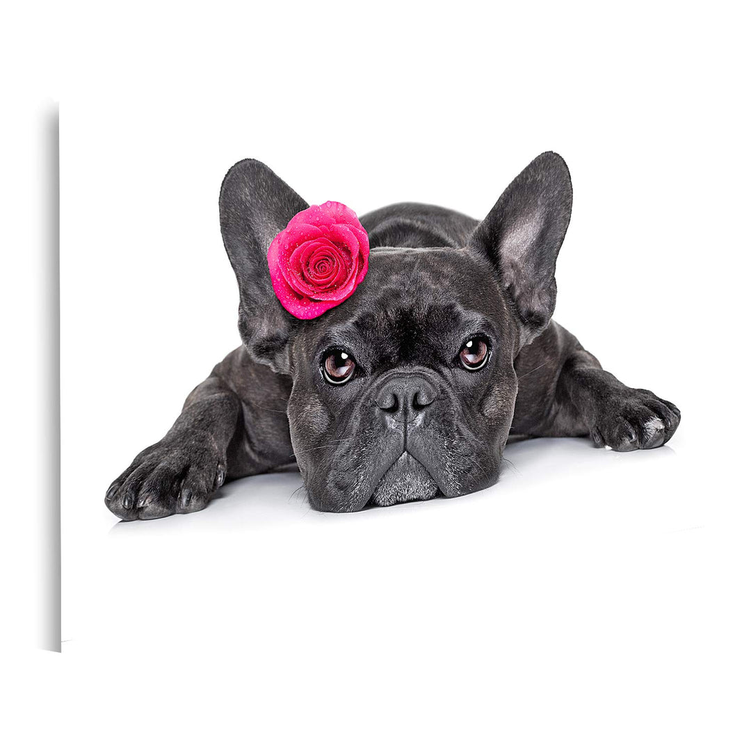 islandburner Bild auf Leinwand Französische Bulldogge Rose Bilder Wandbilder Poster, 80L x 40B cm