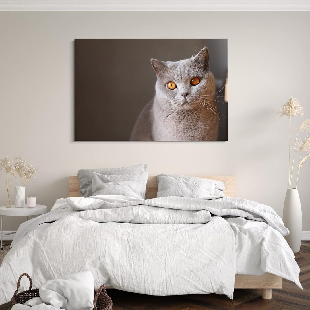 Printed Paintings Leinwand (80x60cm): Katze grau Karthäuser anmutig Katzenbilder Katzen 80x60 cm, 80