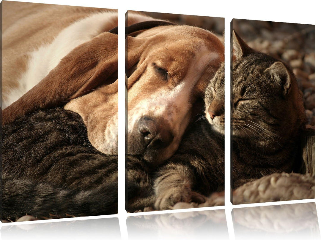 Pixxprint Katze und Hund kuschelnd als Leinwandbild/Grösse: 3 Teilig (120x80) / Wandbild/Kunstdruck/