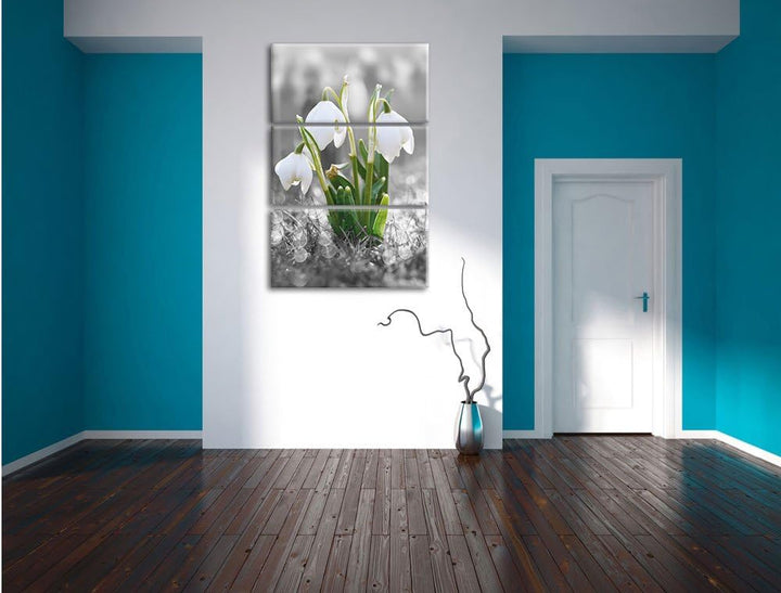 Pixxprint schöne Schneeglöckchen im Morgentau als Leinwandbild/Grösse: 3 Teilig (120x80) cm/Wandbild